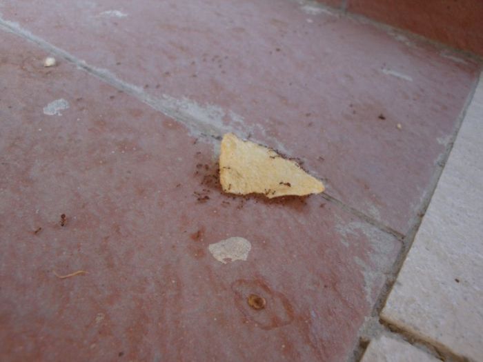 ants carrying chips