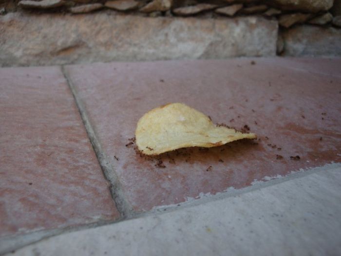 ants carrying chips