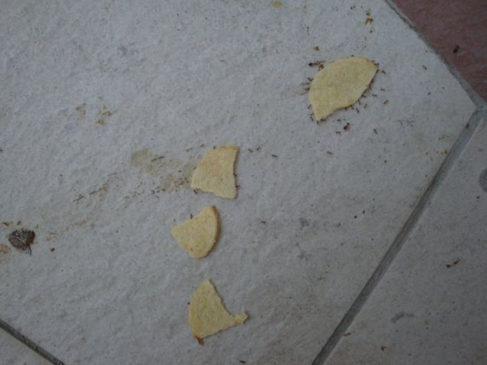 ants carrying chips