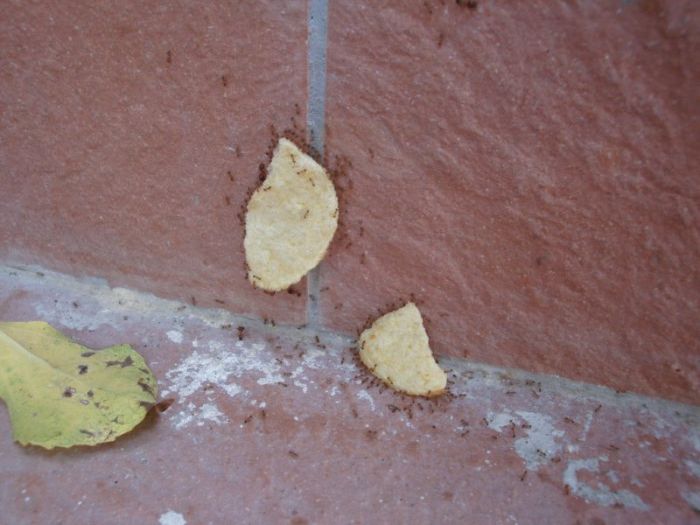 ants carrying chips