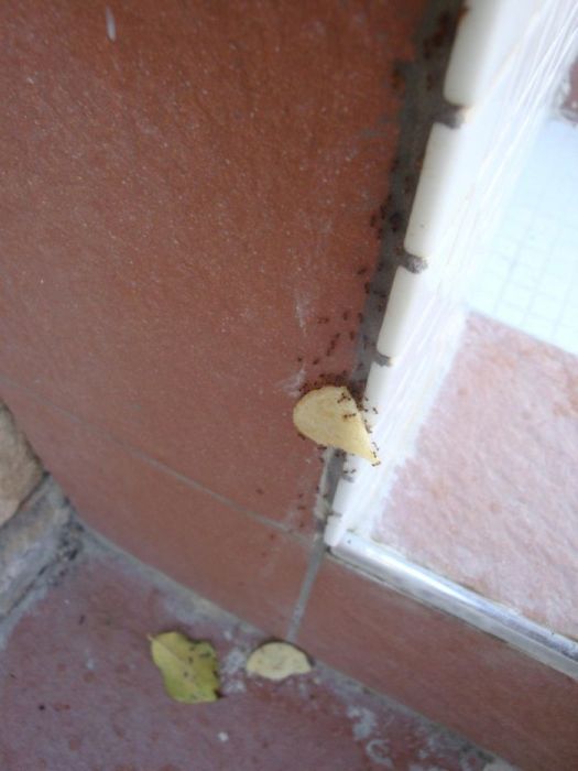 ants carrying chips