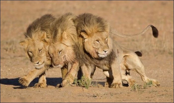 three lazy lions