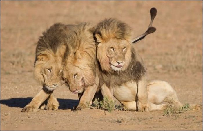 three lazy lions