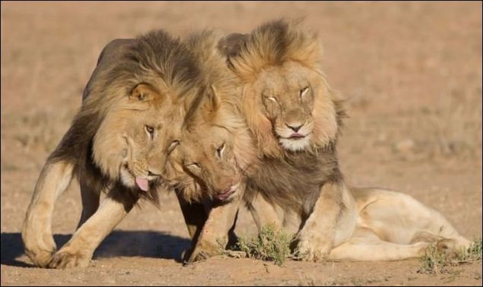 three lazy lions