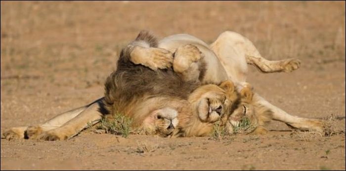 three lazy lions