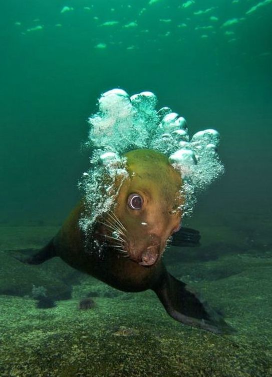 cute sea lion looking to the camera