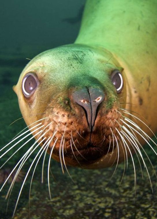 cute sea lion looking to the camera