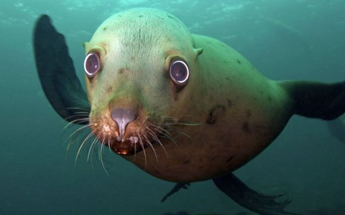 cute sea lion looking to the camera