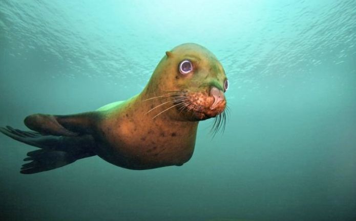 cute sea lion looking to the camera