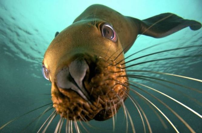 cute sea lion looking to the camera