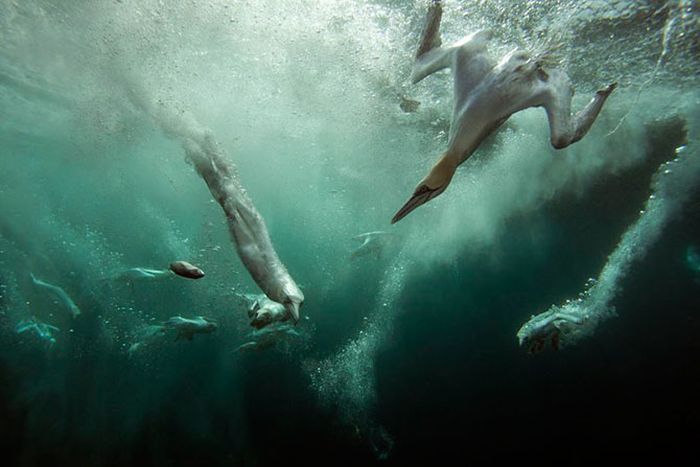 British Wildlife Photography Awards 2012