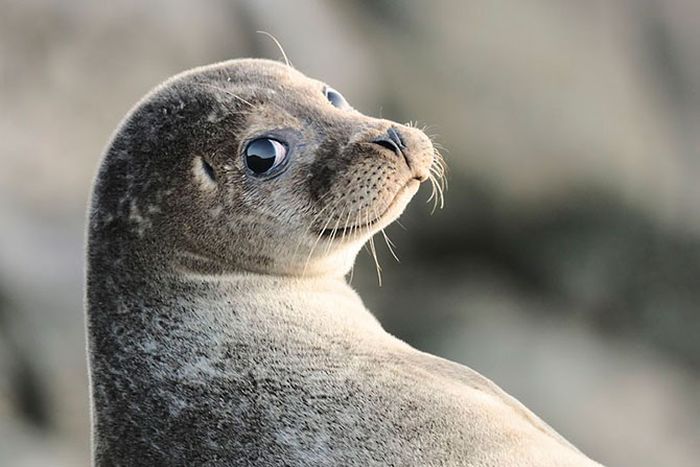 British Wildlife Photography Awards 2012