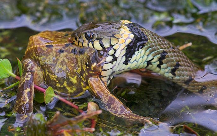 British Wildlife Photography Awards 2012