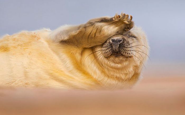 British Wildlife Photography Awards 2012