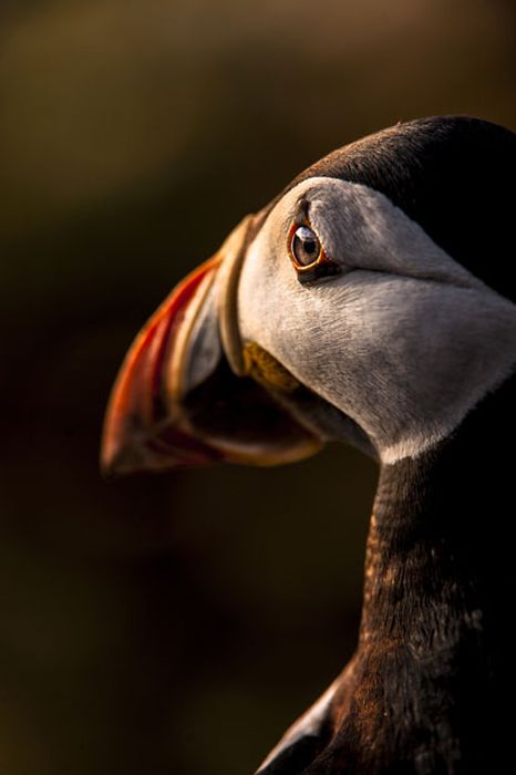 British Wildlife Photography Awards 2012