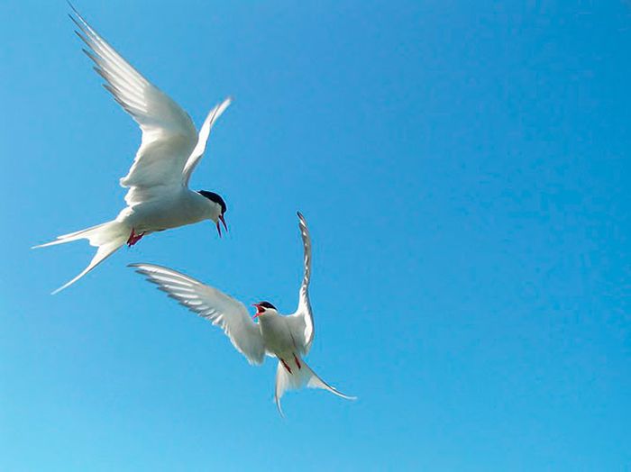 British Wildlife Photography Awards 2012