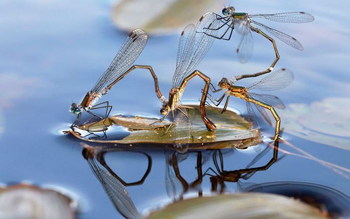 British Wildlife Photography Awards 2012