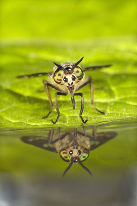 British Wildlife Photography Awards 2012