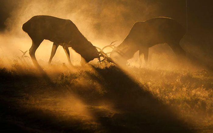 British Wildlife Photography Awards 2012