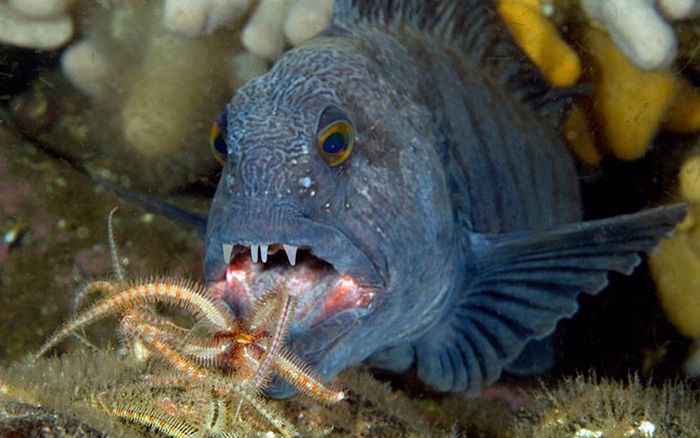 British Wildlife Photography Awards 2012