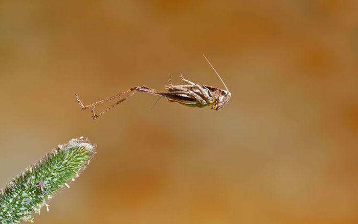 British Wildlife Photography Awards 2012