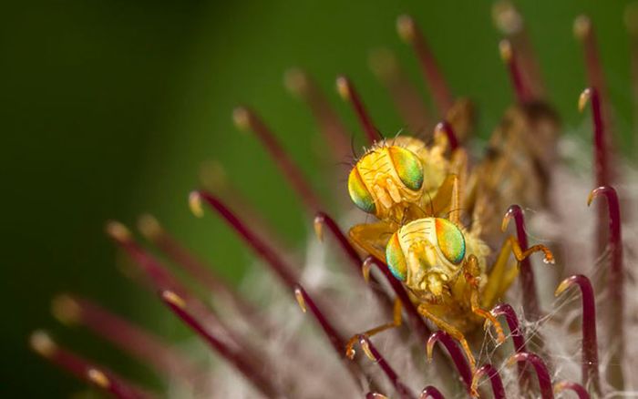 British Wildlife Photography Awards 2012