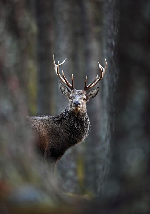 British Wildlife Photography Awards 2012