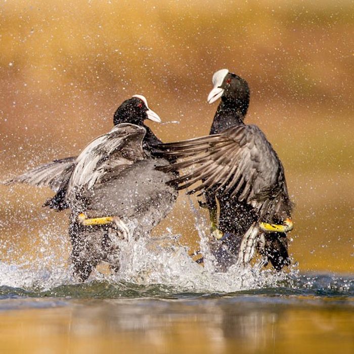 British Wildlife Photography Awards 2012