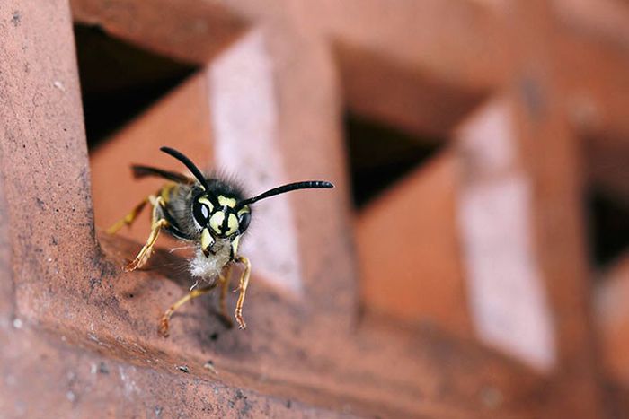 British Wildlife Photography Awards 2012