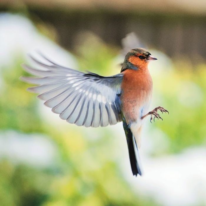 British Wildlife Photography Awards 2012