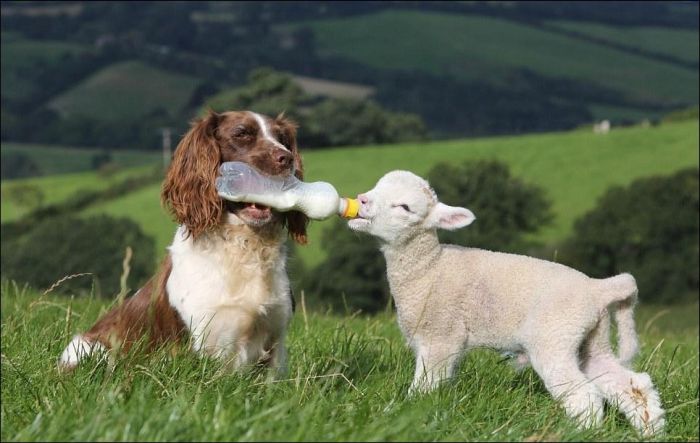 jess, welsh springer spaniel sheep herding dog