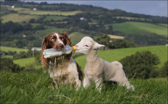 jess, welsh springer spaniel sheep herding dog