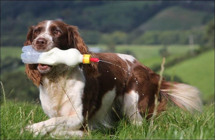 jess, welsh springer spaniel sheep herding dog