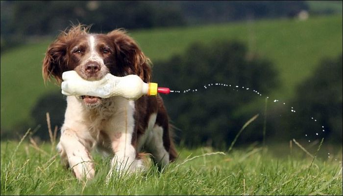 jess, welsh springer spaniel sheep herding dog