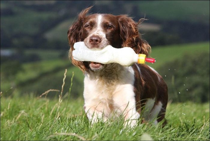 jess, welsh springer spaniel sheep herding dog