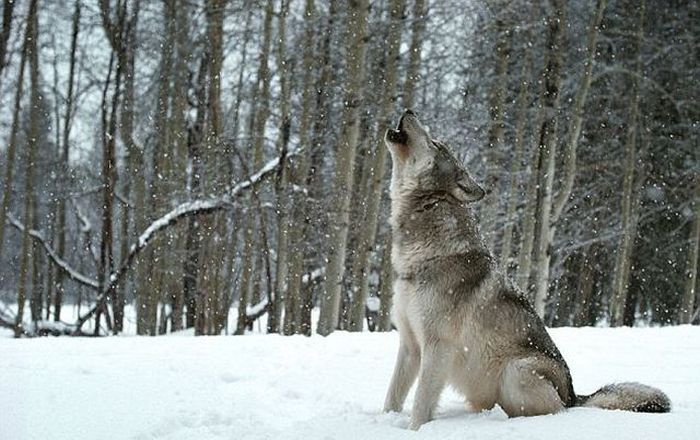 Living with Wolves, Jim and Jamie Dutcher