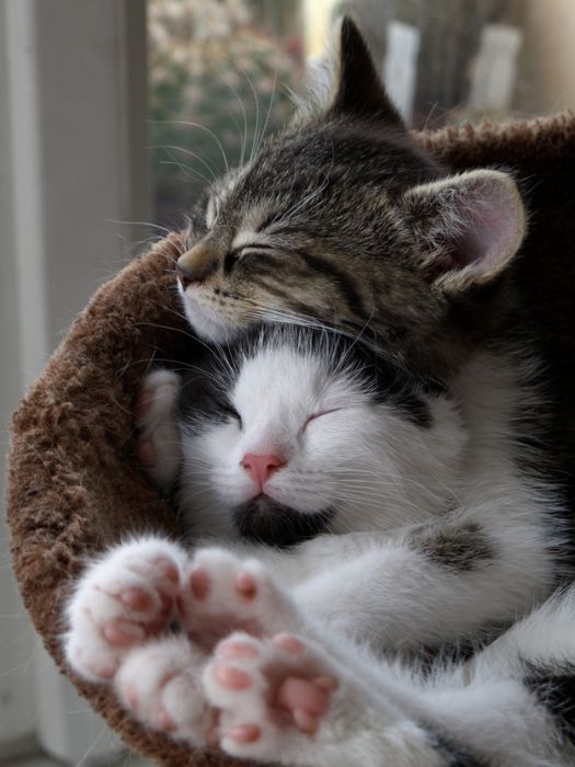 hugging kittens