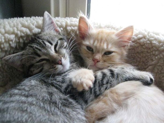 hugging kittens