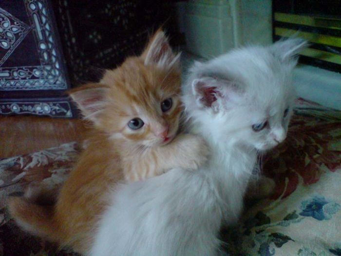 hugging kittens