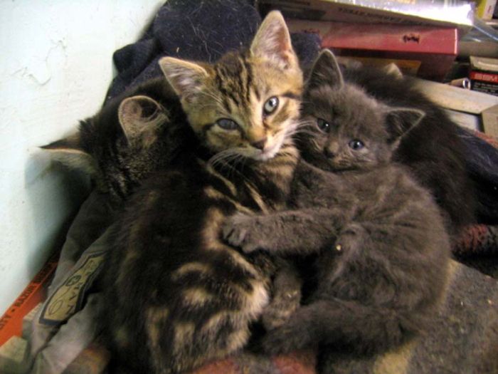 hugging kittens