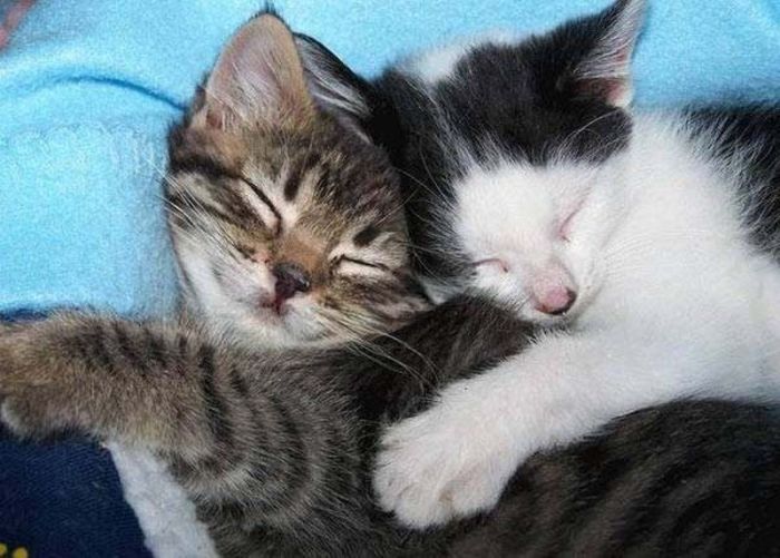 hugging kittens