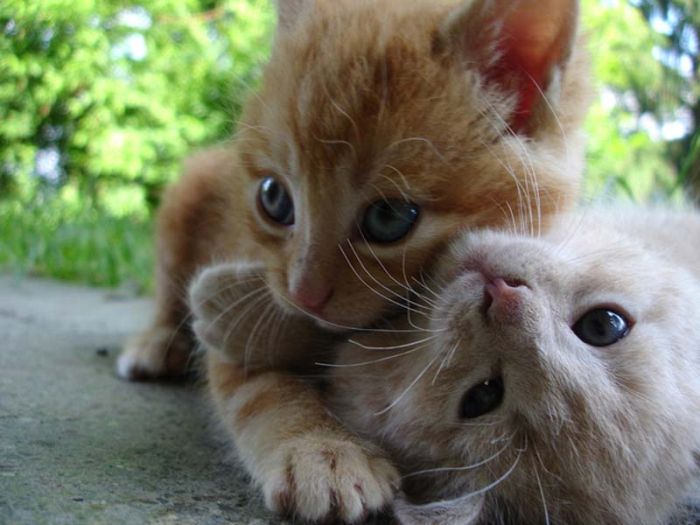 hugging kittens