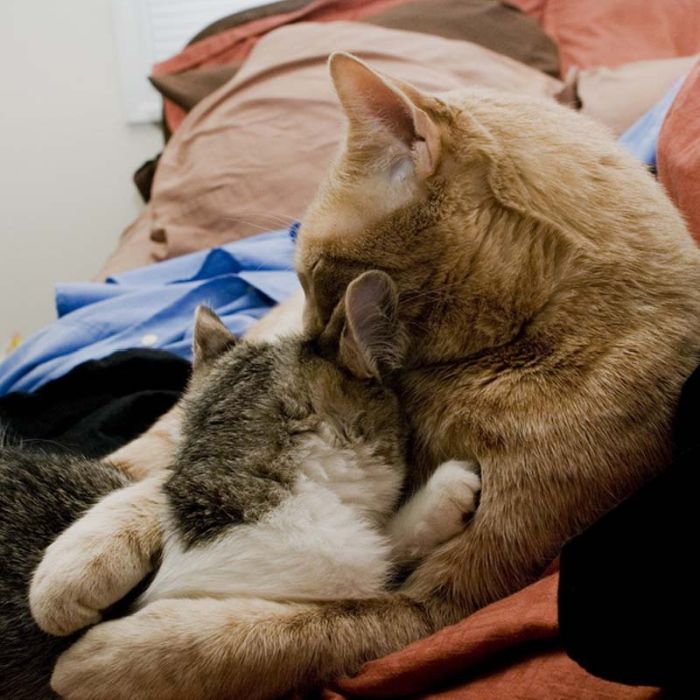 hugging kittens