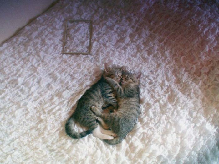 hugging kittens