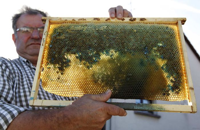 Bees make a different honey, France