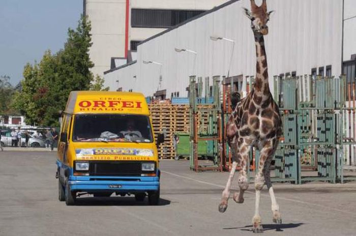 giraffe on the loose