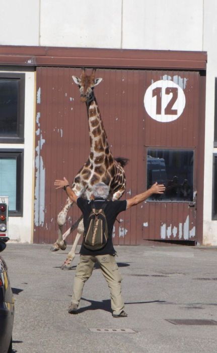 giraffe on the loose