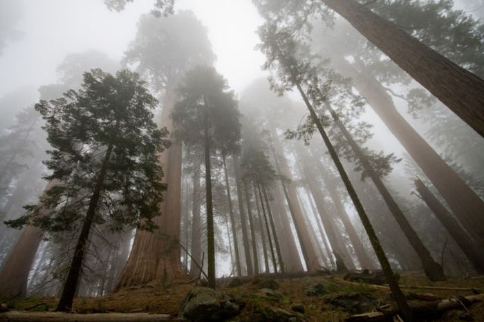 Sequoia trees, Redwood National and State Parks, California, United States