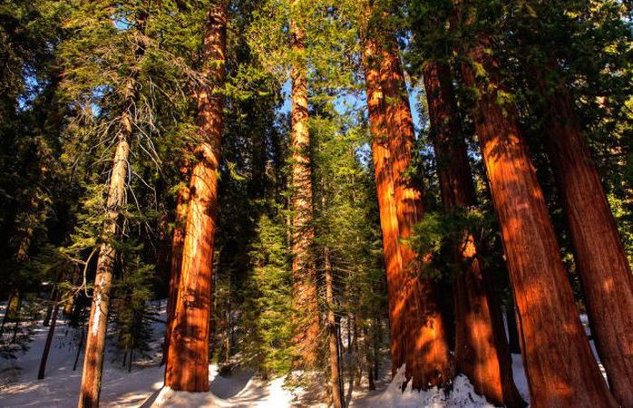 Sequoia trees, Redwood National and State Parks, California, United States