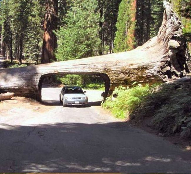 Sequoia trees, Redwood National and State Parks, California, United States